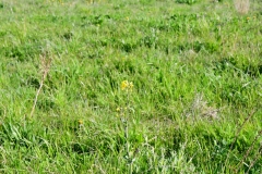 Bossut-Promenade-avril-2021_4289