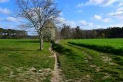 Bossut-Promenade-avril-2021_4308