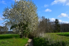 Bossut-Promenade-avril-2021_4309