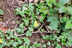 Bossut-Promenade-avril-2021_4312