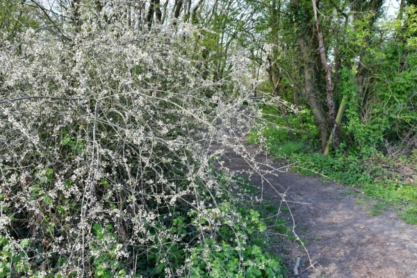 Bossut-Promenade-mai-2021-1_4417