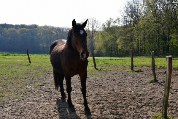 Bossut-Promenade-mai-2021-1_4424