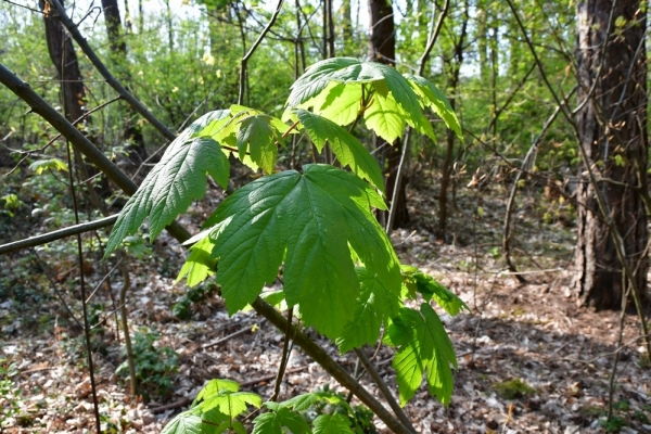 Bossut-Promenade-mai-2021-1_4431