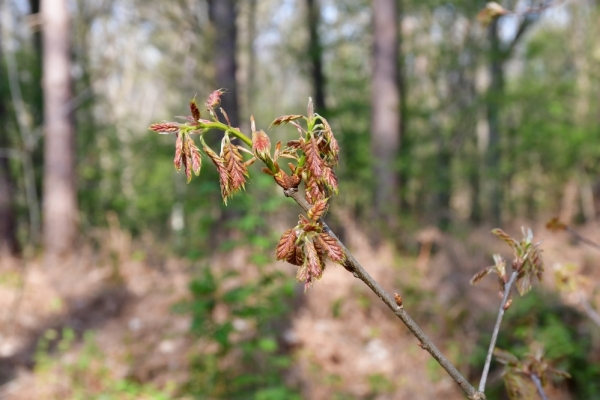 Bossut-Promenade-mai-2021-1_4432
