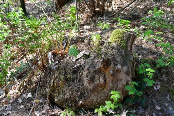 Bossut-Promenade-mai-2021-1_4433