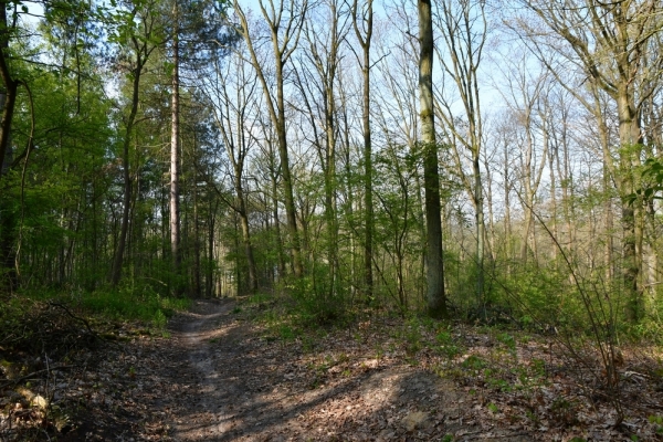 Bossut-Promenade-mai-2021-1_4434