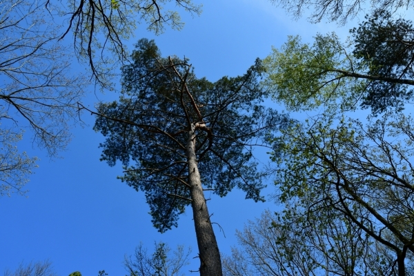 Bossut-Promenade-mai-2021-1_4437