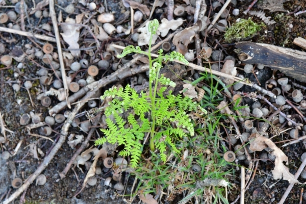 Bossut-Promenade-mai-2021-1_4441