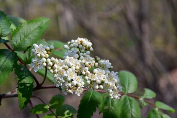 Bossut-Promenade-mai-2021-1_4442