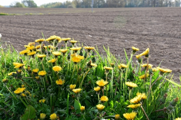 Bossut-Promenade-mai-2021-3_4648