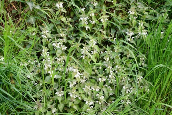 Bossut-Promenade-mai-2021-3_4652