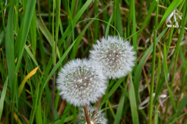 Bossut-Promenade-mai-2021-3_4653