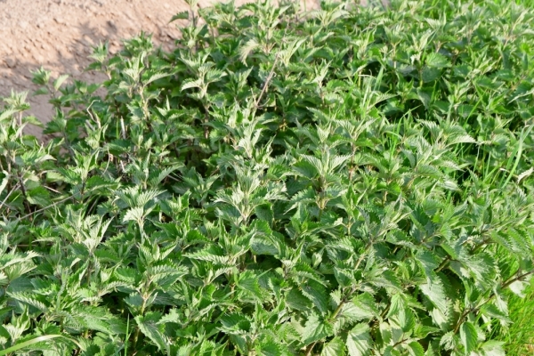 Bossut-Promenade-mai-2021-3_4661