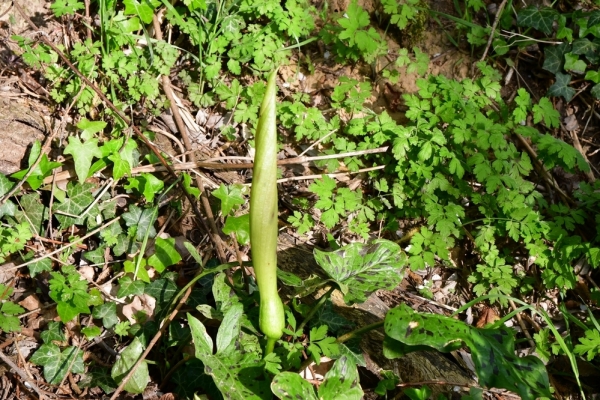 Bossut-Promenade-mai-2021-3_4664