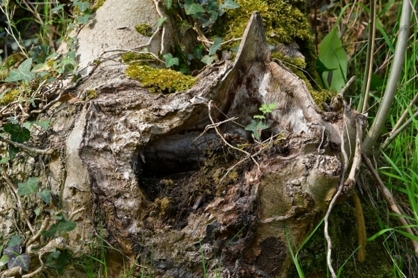 Bossut-Promenade-mai-2021-3_4669