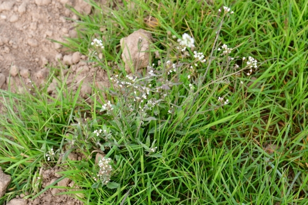 Bossut-Promenade-mai-2021-3_4670