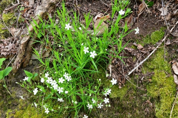 Bossut-Promenade-mai-2021-3_4675