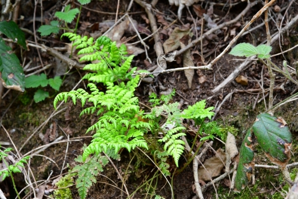 Bossut-Promenade-mai-2021-3_4676