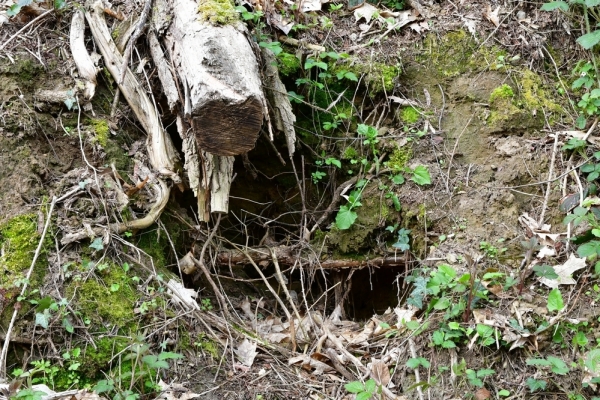 Bossut-Promenade-mai-2021-3_4677