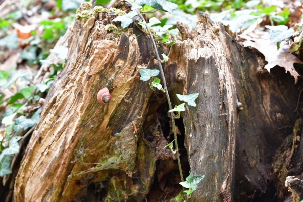 Bossut-Promenade-mai-2021-3_4679