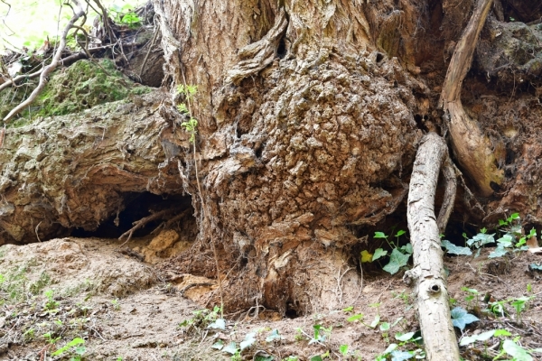 Bossut-Promenade-mai-2021-3_4680