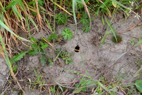 Bossut-Promenade-mai-2021-3_4684