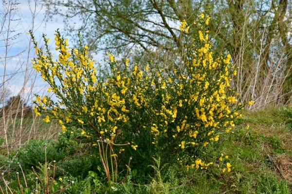 Bossut-Promenade-mai-2021-3_4685