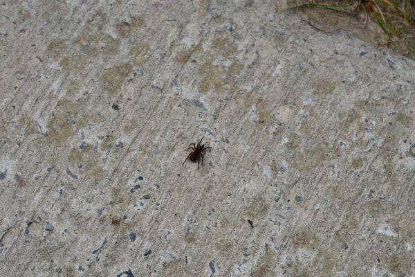 Bossut-Promenade-mai-2021-3_4696