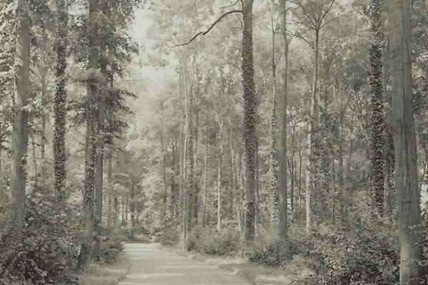 Bossut-Chateau-de-Guertechin-6