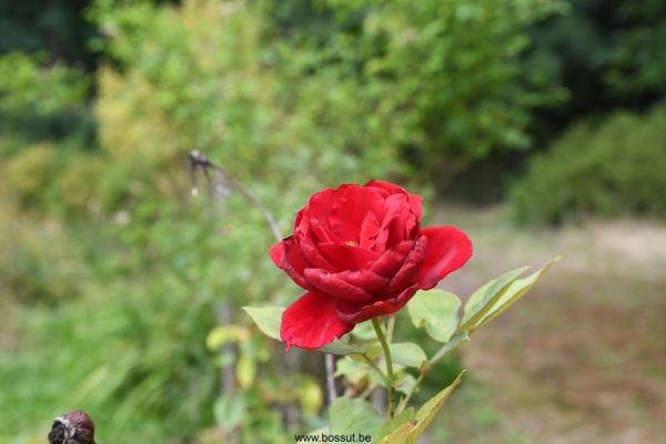 Bossut-Benedictine-2025-57