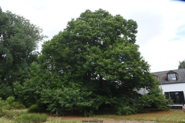 Bossut-Benedictine-2025-59