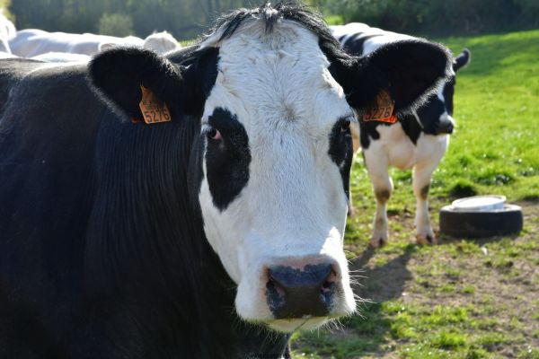 Bossut-Le-village-11