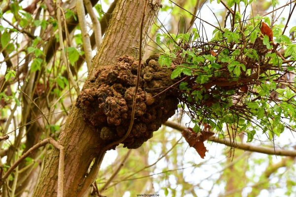 Bossut-Le-village-15